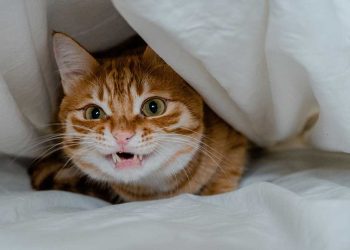 6 signes que votre chat vous déteste