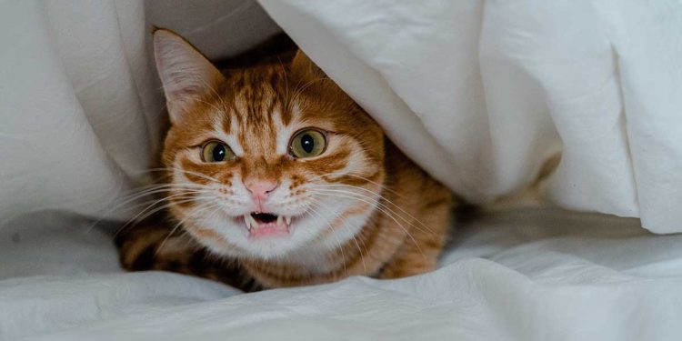 6 signes que votre chat vous déteste. L'un des signaux est particulièrement dangereux 1 6 signes que votre chat vous déteste