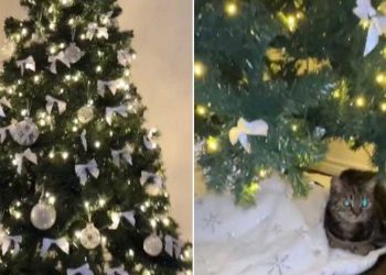 Comment décourager chat grimper sapin Noël