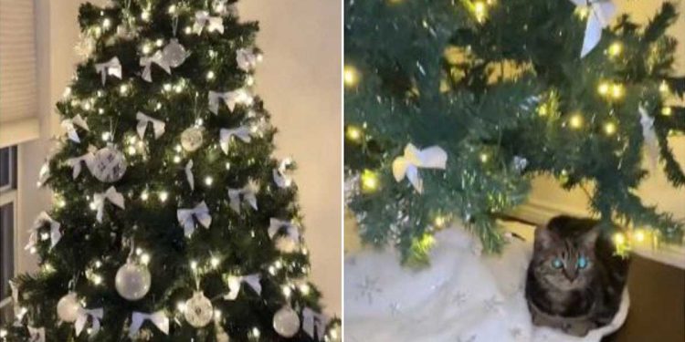 Comment décourager chat grimper sapin Noël