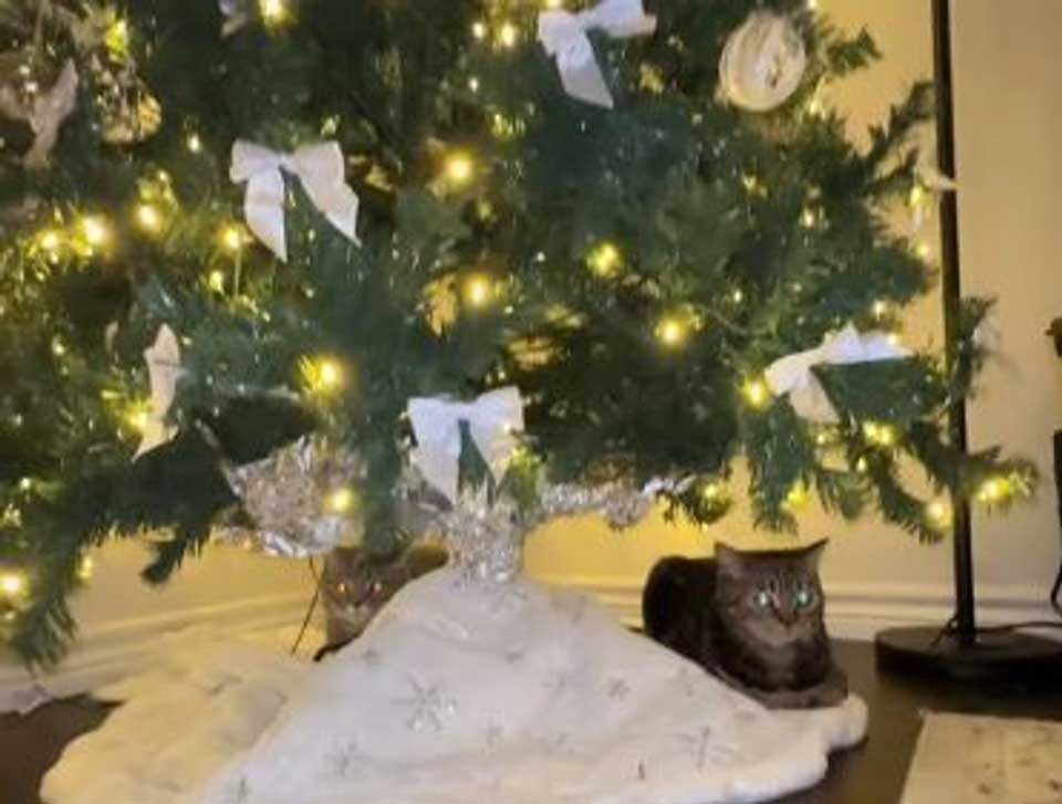 Comment décourager chat grimper sapin Noël