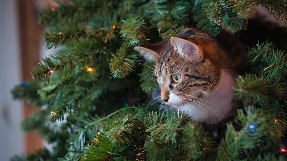Comment protéger un sapin de Noël d'un chat ? Vaporisez-le avec un mélange de 2 produits, il sera intouchable jusqu'à la fin des vacances 1 Comment protéger sapin Noël chat