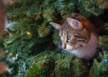 Comment protéger un sapin de Noël d'un chat ? Vaporisez-le avec un mélange de 2 produits, il sera intouchable jusqu'à la fin des vacances 11 Comment protéger sapin Noël chat