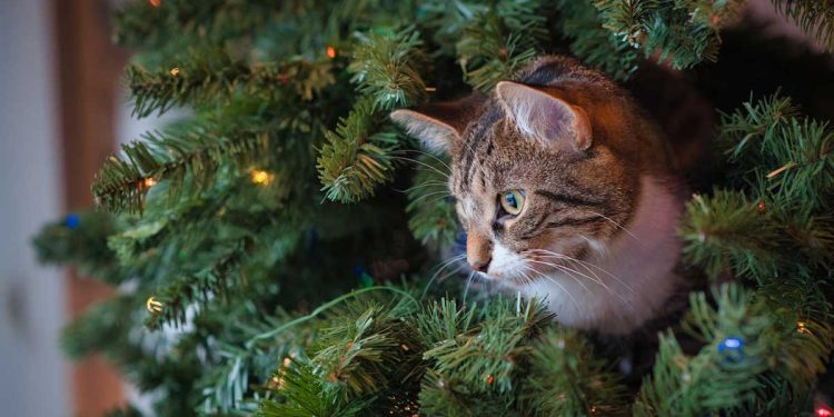 Comment protéger sapin Noël chat