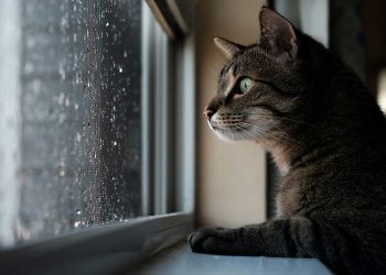 Comment savoir si vous manquez à votre chat