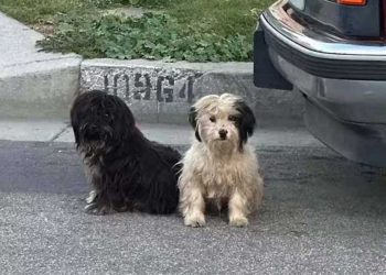 Deux chiens attendent abandonné famille