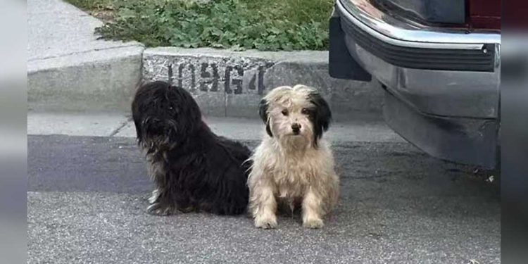 Deux chiens attendent abandonné famille
