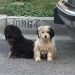 Deux chiens attendent abandonné famille