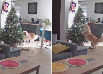 Husky seul maison sapin Noël