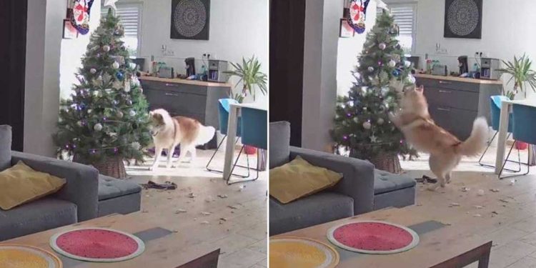 Husky seul maison sapin Noël