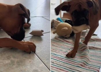 Le jouet parfait pour un chien