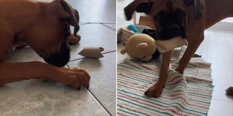 Le jouet parfait pour un chien