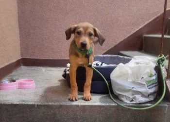 abandonné le chiot dans la cage