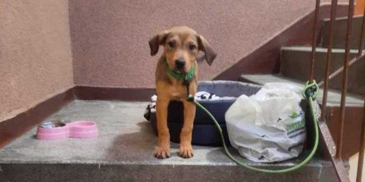 abandonné le chiot dans la cage