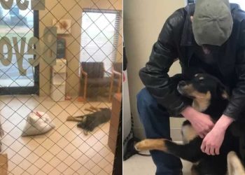 adolescent confie à regret son chien au refuge