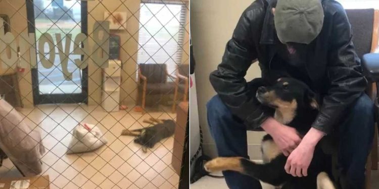 adolescent confie à regret son chien au refuge