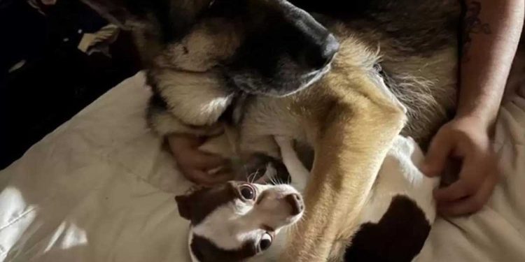 berger allemand aime nouveau chien