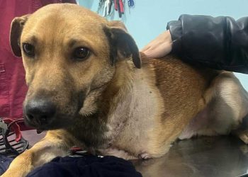 braconniers tendu pièges Hook perdu patte