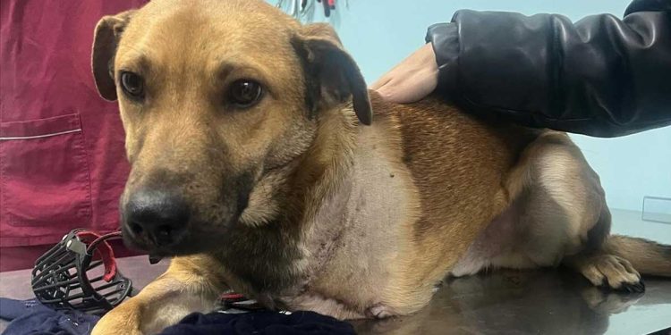 Les braconniers ont tendu des pièges, mais le renard n’y est pas tombé. Hook a perdu une patte, mais a gagné quelque chose de plus précieux 1 braconniers tendu pièges Hook perdu patte