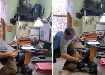 bruits étranges bureau mari chien