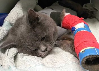 chat abandonné sac devant refuge