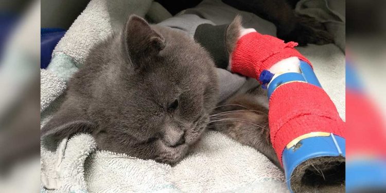 Un chat abandonné dans un sac devant un refuge. Ils ont eu des frissons en lisant la lettre attachée 1 chat abandonné sac devant refuge