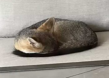 chat endormi canapé animal sauvage