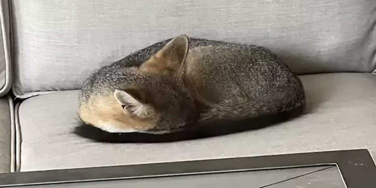 chat endormi canapé animal sauvage