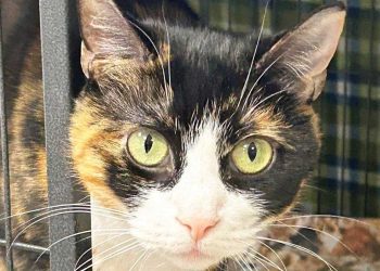 chat regard pétrifiant cherche famille