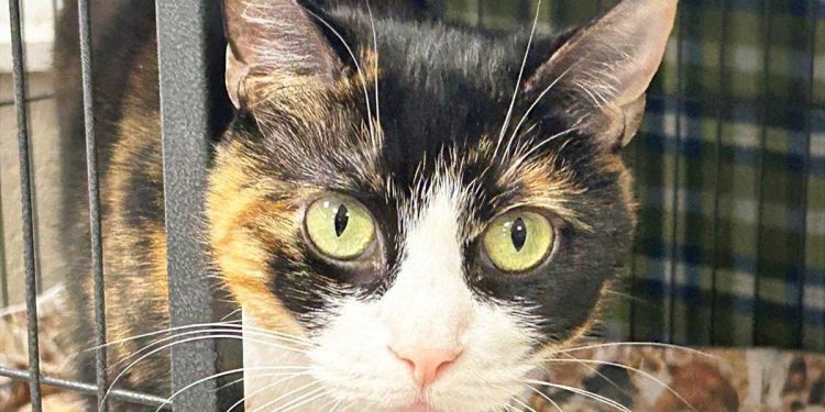 chat regard pétrifiant cherche famille