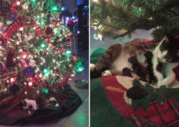 chat sous sapin Noël