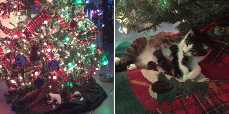 Le chat leur a laissé le plus beau cadeau possible sous le sapin de Noël. Grâce à elle, c'est un réveillon de Noël particulier 1 chat sous sapin Noël
