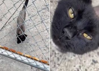 chat terriblement émacié se faufile sous clôture