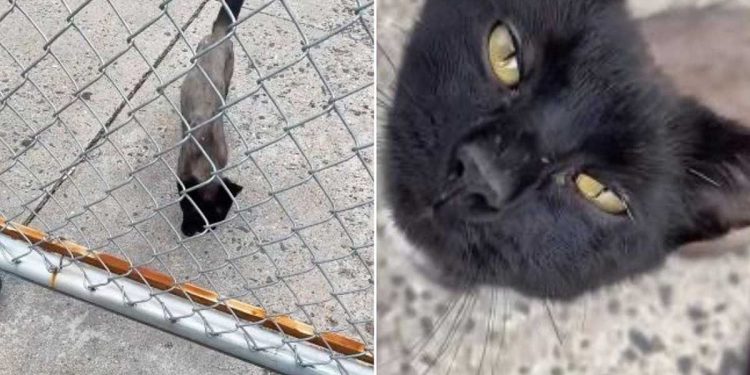 Un chat terriblement émacié se faufile sous la clôture. Il espère trouver le bonheur de l'autre côté 1 chat terriblement émacié se faufile sous clôture
