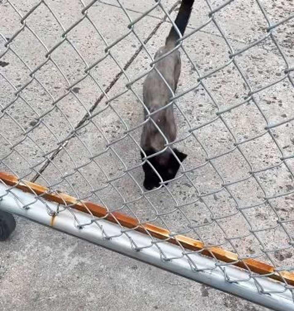 chat terriblement émacié se faufile sous clôture