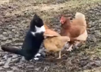 chat voulait montrer qui roi village poules