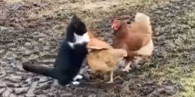 chat voulait montrer qui roi village poules
