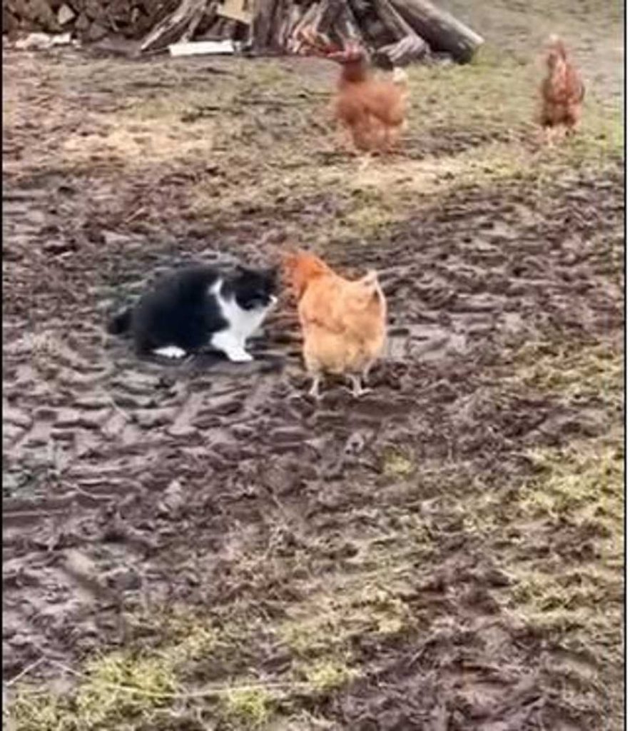 chat voulait montrer qui roi village poules