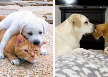 chaton propriétaires adopté chiot