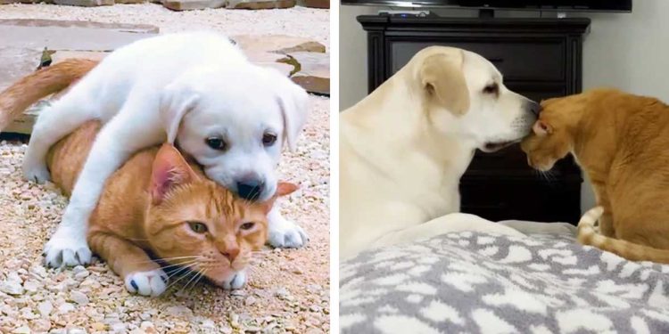 Un chaton qui n'aimait pas les chiens change d'avis après que ses propriétaires ont adopté un chiot doux et joueur 1 chaton propriétaires adopté chiot