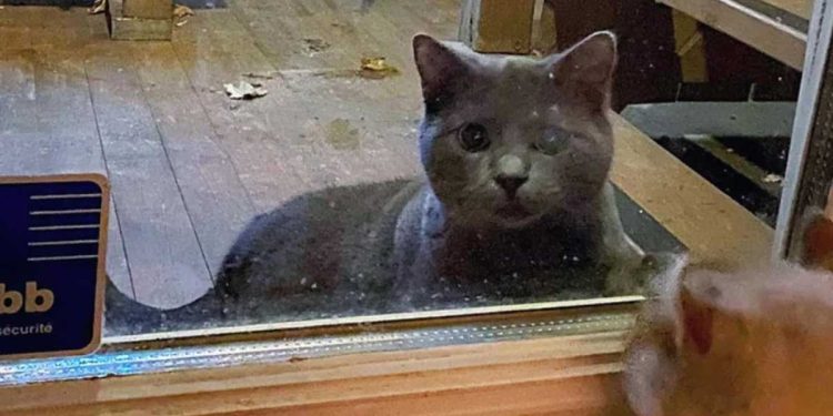 chaton voulait seulement échapper au froid