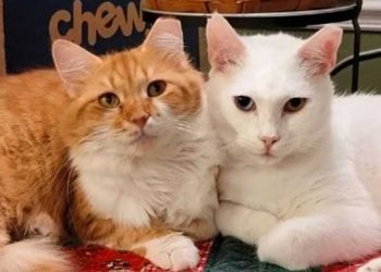 chatte différente époque vivait dehors trouvé amie