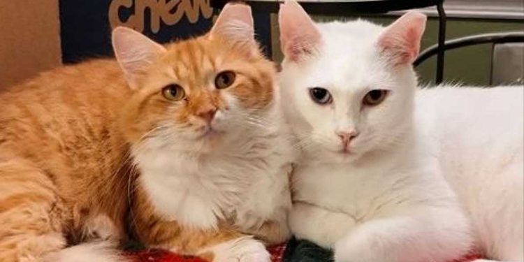 chatte différente époque vivait dehors trouvé amie