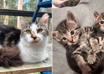 chatte sauvée caché un secret