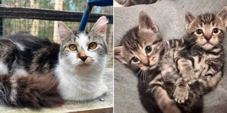 La chatte sauvée a caché un secret qui a été révélé plus tard. Ils ont dû demander de l'aide 1 chatte sauvée caché un secret