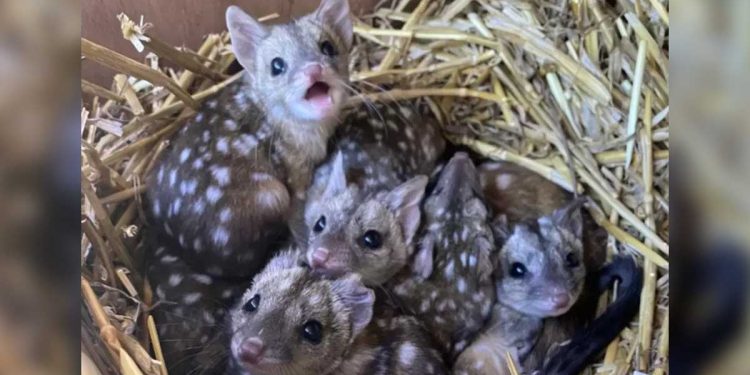 Les chercheurs sont ravis après avoir découvert des bébés animaux à pois extrêmement rares... ?! 1 chercheurs ravis découvert bébés animaux pois rares