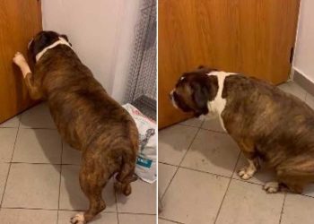 chien a vécu une perte insupportable