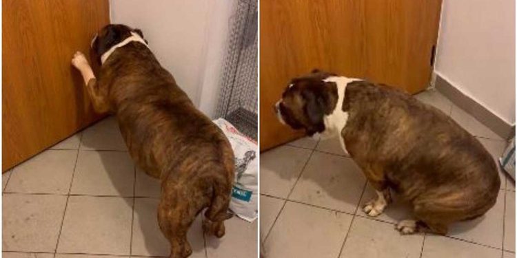 chien a vécu une perte insupportable