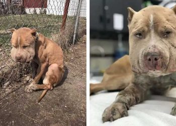 chien attaché visage enflé