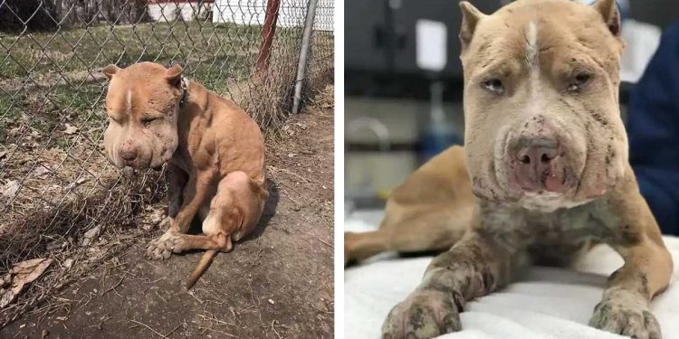 chien attaché visage enflé